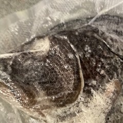 Saltfish Salted Fish Black Sea Bass Baccala Bacalao 13.75oz Carribean Italian US