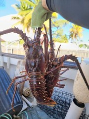 SPINY LOBSTERS FRESH