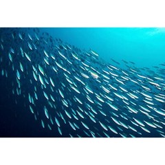 Season Sardines in Olive Oil | Skinless & Boneless, Gluten Free, Keto, Paleo, Ko
