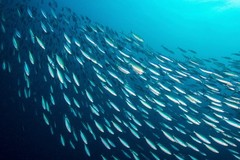 Season Sardines in Olive Oil Wild Caught, 22g of Protein, Keto Snacks, More …