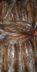 Salted SMOKED HERRING FILLET 1Lb =16oz $ 25 FREE SHIPPING !! US SELLER !!