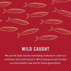 Wild Caught Anchovy Fillets in Olive Oil 18-Pack