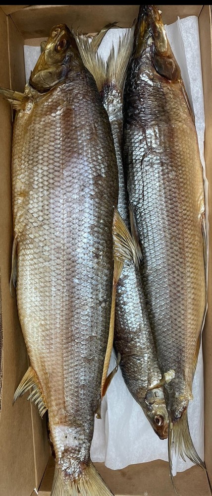 COLD Smoked Jumbo Whitefish ‘Ribetz’ Express Hand Roughly 3.30lb $60 !US SELLER!