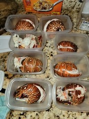 SPINY LOBSTERS FRESH