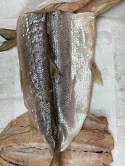 COLD Smoked Whitefish 1 Whole Express hand 14 to24oz $20 !! US SELLER !!
