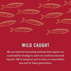 Sustainable Wild Caught Sardines in Olive Oil, 4.38 Oz – Pack of 1 – Rich Flavor