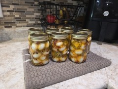 Homemade Pickled Quail Eggs Pints Self Stable