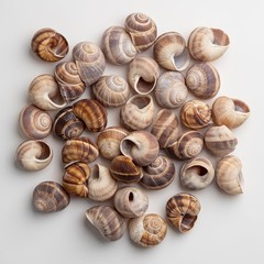 Escargot Snails Empty Shells – 36 pcs – Extra Large Escargot Shells – Premium…
