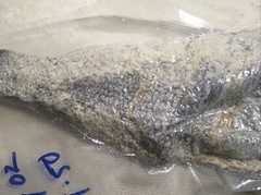 Saltfish Salted Fish Blk Sea Bass Baccala Bacalao 14.4 oz Carribean Italian US