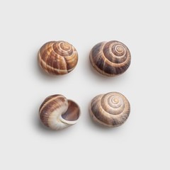 Escargot Snails Empty Shells – 36 pcs – Extra Large Escargot Shells – Premium…