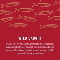 Wild Caught Norwegian Sardines in Extra Virgin Olive Oil 4-Pack, 3.75 oz