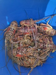 SPINY LOBSTERS FRESH