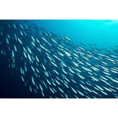 Season’s Skinless and Boneless Sardines in Pure Olive Oil. Imported From Morocco
