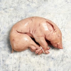 SUCKLING PIGLET Up till 17lb USDA 100% Certified PRODUCT From Spain US SELLER