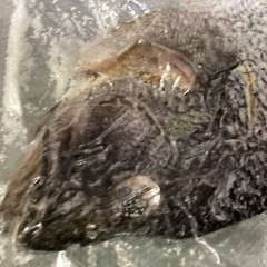 Saltfish Salted Fish Black Sea Bass Baccala Bacalao 13.75oz Carribean Italian US