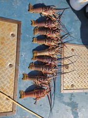 SPINY LOBSTERS FRESH