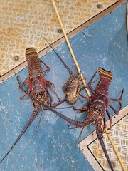 SPINY LOBSTERS FRESH