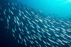 Season Sardines| Skinless & Boneless, Gluten Free, Keto, Paleo, Kosher, Omega-3