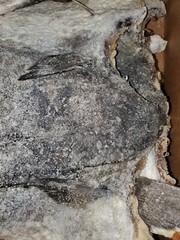 Salted Fish Dried Bone In Heavy salted Best Price Best Seller Quality fish 50lb